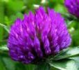 Trifolium Prateose L. Extract